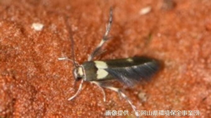 「成虫になった姿を見てビックリ」住宅地に程近い山林で発見した蛾の幼虫　育ててみたら新種！国際学術雑誌に掲載【岡山】　|　岡山・香川のニュース | 天気 | RSK山陽放送
