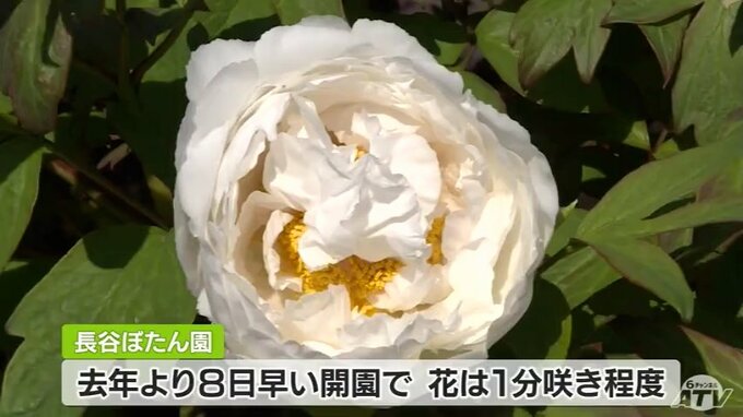 大輪の牡丹「久しぶりに心癒された」青森県南部町で8000本が見ごろへ|TBS NEWS DIG