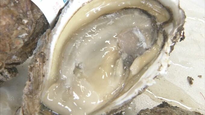 「とてもいい身がついています。ぷっくりして…」夏の味覚の代表格天然イワガキ出荷始まる　鳥取・鳥取市　|　BSSニュース | BSS山陰放送