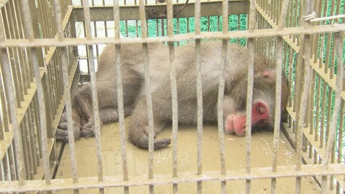 住宅街に現れたサルを捕獲　バナナなどでおびき寄せ 網で捕まえる　24日から目撃情報が相次ぎ　かまれるなど住民ら３人けが　29日には「サルが窓ガラスをたたいている」と通報も|TBS NEWS DIG