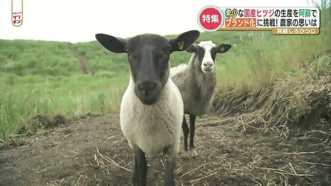 草原の救世主！？「阿蘇しろひつじ」希少な国産ヒツジ生産に力を注ぐ女性　|　熊本のニュース｜RKK NEWS｜RKK熊本放送