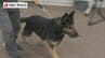 行方不明の小６男児を発見！警察犬サムに感謝状　長崎県警長崎警察署　|　長崎のニュース | 天気 | NBC長崎放送