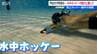 プールの底でホッケー!?声が届かない水中でどう連携？小学生から大人まで夢中になる『水中ホッケー』を記者が体験　新潟・長岡市　|　新潟のニュース・天気｜BSN NEWS｜BSN新潟放送
