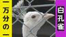 【動画】隔世遺伝？確率1万分の1「真っ白な白孔雀」飼育数日本一の長崎・川棚くじゃく園で生まれる　|　長崎のニュース | 天気 | NBC長崎放送