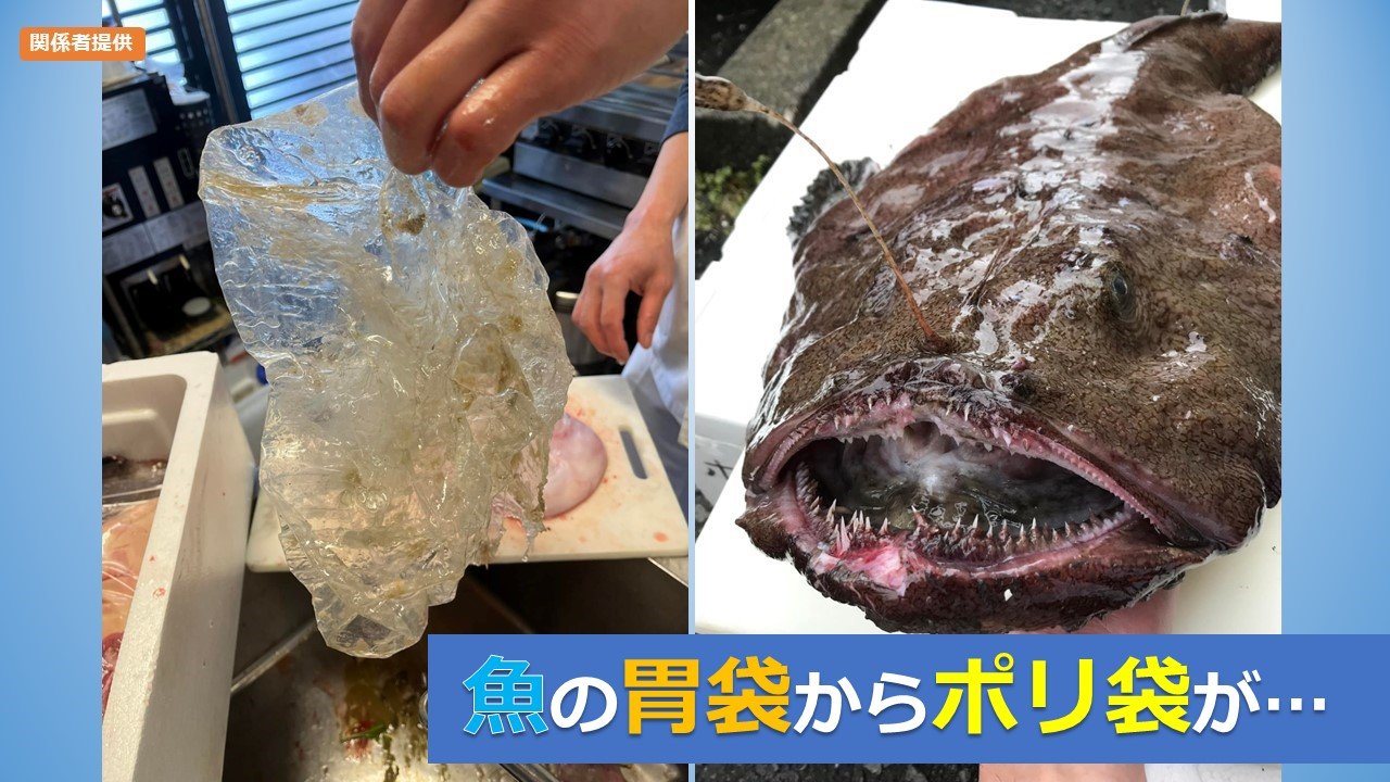 こんな宝物はいらない…」「これがリアル」“魚の胃袋”から小さな 