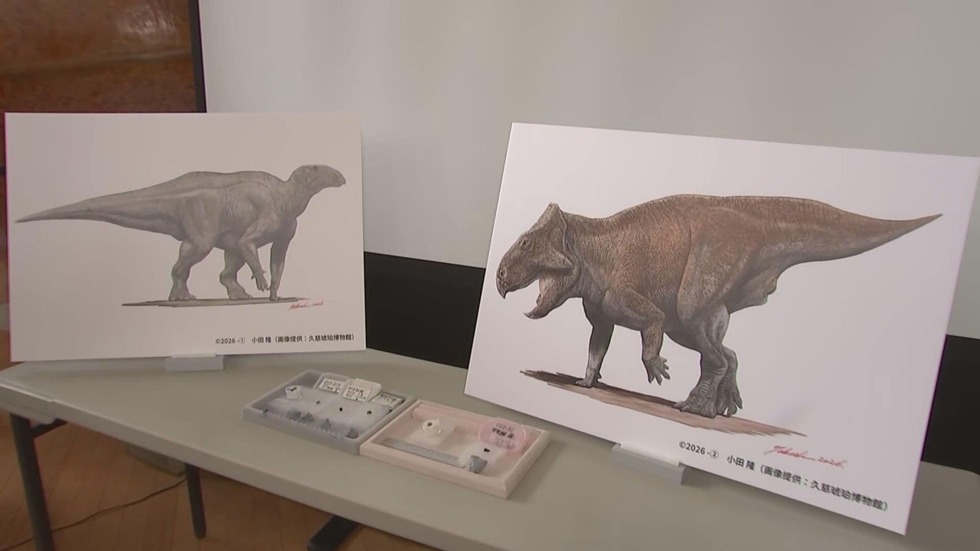 トリケラトプスやイグアノドンの仲間とみられる恐竜の歯の化石みつかる