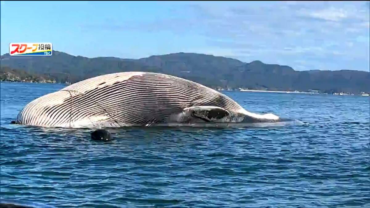 体長6メートルのミンククジラで死んだ状態」定置網にクジラ引っかかる