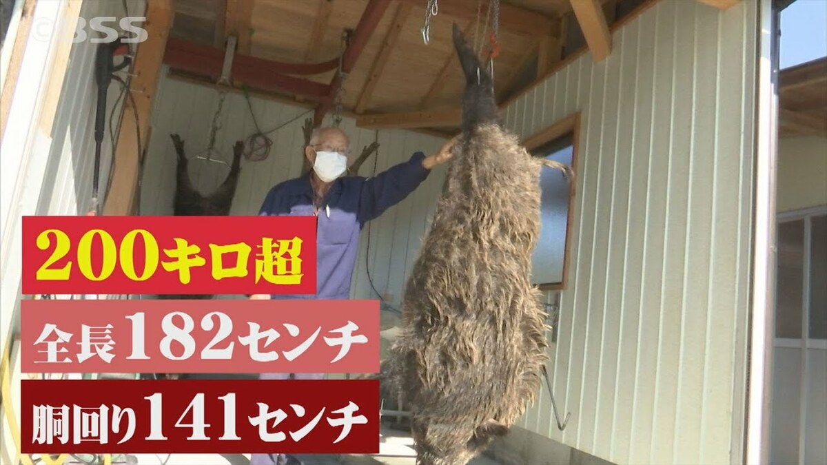 動画】まさに山の主 200キロ超えの巨大イノシシ捕獲「バケモンですよ