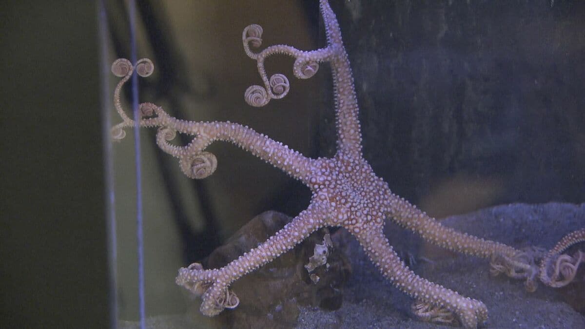 稀少レア四国太平洋沖深海生物タカアシガニふんどし腹リアル凹凸標本置物コレクション 二重価格”でも大人気! 市民500円 市外1200円 愛知・蒲郡市の竹島水族館