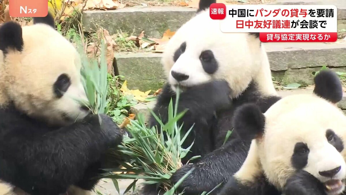 会議中のパンダ 超党派の日中友好議連 中国側に対しパンダの貸し出しを要請 国内の6頭