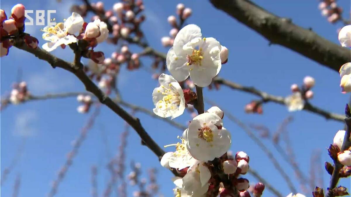 一目十万本」千曲市森地区でアンズが開花 平年より8日早く 恒例の