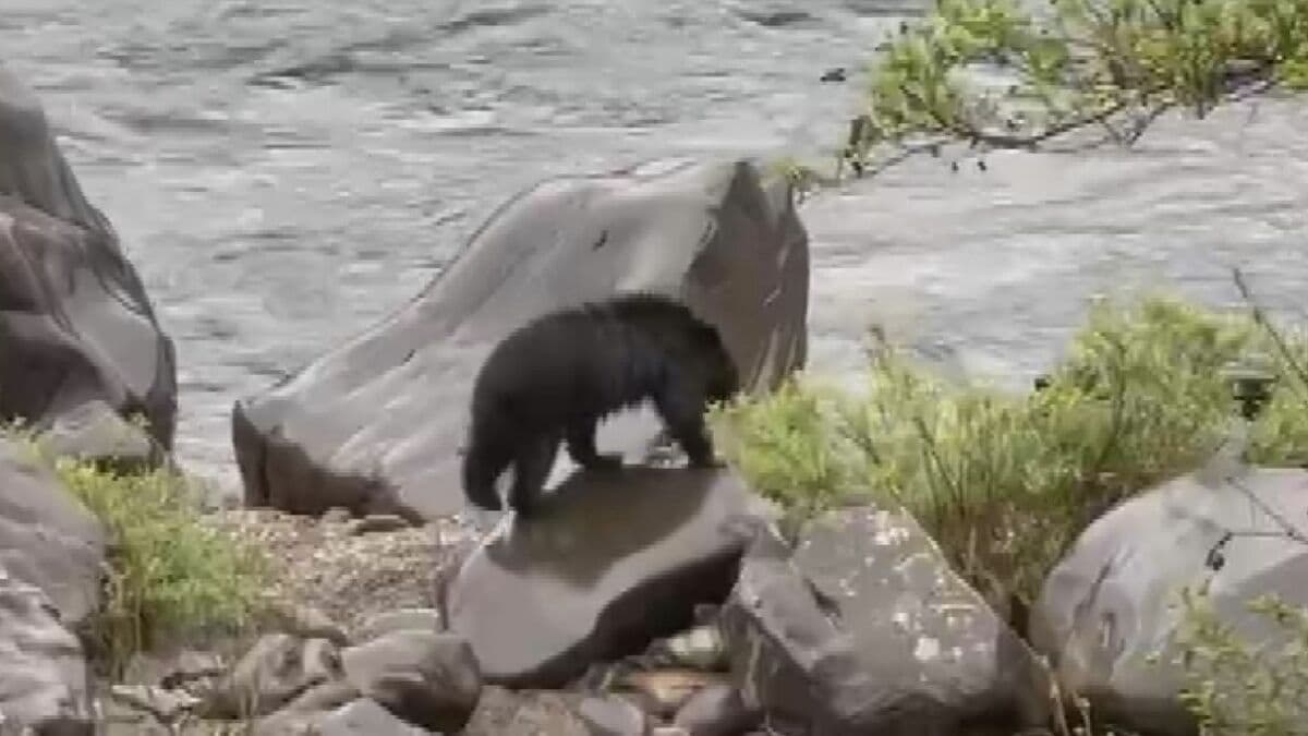 岐阜県のクマ目撃情報 今年度すでに100件超 昨年度の同時期は61件 “クマが嫌がる音”を出すドローンでの追い払い 実施検討