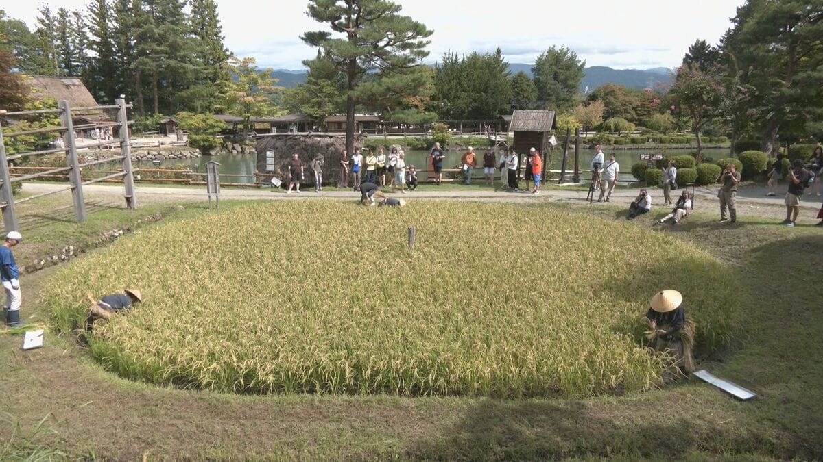丸いかたちの「車田」で稲刈り 岐阜・高山市