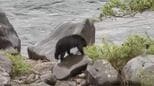 クマ目撃情報 今年度すでに100件超 昨年度の同時期は61件 “クマが嫌がる音”を出すドローンでの追い払い 実施検討 岐阜|TBS NEWS DIG