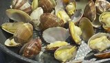 うま味溢れる!旬の熊本県産アサリ 漁師直伝の“砂抜き方法”と“絶品レシピ”を紹介 | 熊本のニュース|RKK NEWS|RKK熊本放送