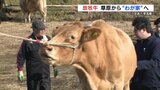 おかえり！阿蘇の草原に放牧された牛たちが帰路へ　飼育コスト安定、牛の体力向上『熊本型放牧』|TBS NEWS DIG