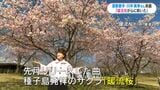 川中美幸さんの新曲は種子島発祥の品種「暖流桜」作詞は鹿児島出身　ふるさと思い|TBS NEWS DIG