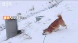散歩中に突然の秘技 “あごで滑る”犬 一体なぜ?「においを付ける行動なのかな…」なんだか楽しそうかも|TBS NEWS DIG