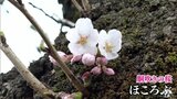 弘前公園の外堀に胴吹きのサクラほころぶ　青森県弘前市|TBS NEWS DIG