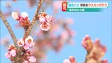 高田城址公園の“早咲きのサクラ”が2週間以上早く開花 新潟県上越市 | 新潟のニュース・天気|BSN NEWS|BSN新潟放送