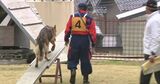 能登半島地震でも活躍 行方不明者の捜索を行う「災害救助犬」の審査会|TBS NEWS DIG