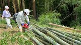 4100Mの「流しそうめん」で “世界記録”挑戦へ 流す台にする竹を伐採 大分 | 大分のニュース|OBS NEWS|大分放送
