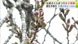 外堀のサクラの開花は持ち越し… それでも園内は“祭りムード”高まる いよいよ16日に開幕の「弘前さくらまつり」 準備は大詰め!|TBS NEWS DIG
