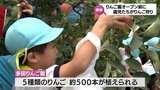 日本最南端 都城市のりんご園 今季のオープンを前に 子どもたちがりんご狩りを満喫 | MRTニュース | MRT宮崎放送
