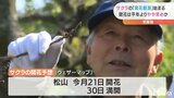 今シーズンのサクラ開花観測が始まる　市が独自で開花宣言　愛媛・宇和島市|TBS NEWS DIG
