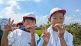 10kg超のスイカをがぶり　小学生らが地元農家と育てた「ちゃぐちゃぐスイカ」　岩手・滝沢市　|　IBC NEWS | IBC岩手放送