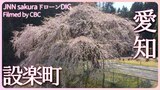 ダムに沈む町の桜 愛知県設楽町【JNN sakuraドローンDIG 2023】 | 名古屋・愛知・岐阜・三重のニュース【CBC news】 | CBC web