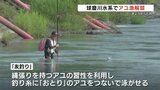 「なんせ川辺のアユはいい魚」球磨川水系でアユ漁解禁 | 熊本のニュース|RKK NEWS|RKK熊本放送