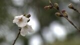 【速報】全国トップを切って高知でサクラ開花|TBS NEWS DIG
