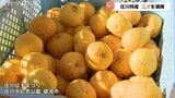 「やや大粒で香り上々」庄川ゆずまつりで旬のユズ堪能 加工品・ご当地料理も人気 富山|TBS NEWS DIG