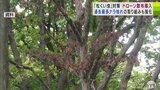 今季・過去最多の被害の「ナラ枯れ」や被害相次ぐ「松くい虫」　青森県がドローンによる薬剤散布を導入など被害防止に向け取り組みを強化　|　青森のニュース│ATV NEWS│青森テレビ