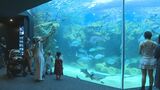 「ひれあしビーチ」に「フグペディア」も 水族館「海響館」リニューアルオープン|TBS NEWS DIG