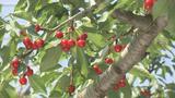初夏彩る赤い宝石　サクランボの王様「佐藤錦」収穫最盛期　福島|TBS NEWS DIG