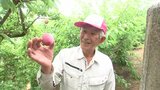 酸味と甘み “初恋の味”　スモモを出荷　上蒲刈島（広島･呉市）　|　RCC NEWS | 広島ニュース | RCC中国放送