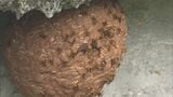 凶暴化するスズメバチ ことしの相談件数は東海3県で1.5倍 こんな場所にハチの巣が?地面を踏むだけで威嚇してくる場合も | 名古屋・愛知・岐阜・三重のニュース【CBC news】 | CBC web