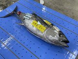 メバチマグロに過去最高となる1キロあたり3.3万円の値 魚市場で初競り 沖縄・糸満市|TBS NEWS DIG