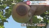 記録的猛暑で「加積りんご」が日焼け…このあとは台風も不安 農家の苦悩いつまで 富山|TBS NEWS DIG