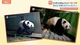 双子パンダが中国に到着 ファンが花束やケーキで出迎え 施設の前には見守る日本人の姿も 「シャオシャオ」と「レイレイ」の写真が早速公開|TBS NEWS DIG