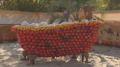 もうすぐハロウィーン！ドイツで盛り上がるカボチャアート…クレオパトラや人気アニメキャラも！| TBS CROSS DIG with Bloomberg