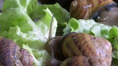 「カタツムリ女子」がやってくる～活躍よりもスローダウンして幸せを　若い女性に拡がる新しい働き方のかたち| TBS CROSS DIG with Bloomberg