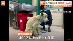 動物たちも被害に　ロサンゼルス山火事 シェルターで400匹以上のペットを保護　寄付金の協力呼びかけ| TBS CROSS DIG with Bloomberg
