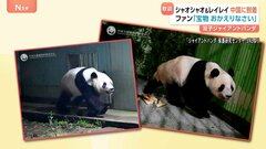 双子パンダが中国に到着 ファンが花束やケーキで出迎え　施設の前には見守る日本人の姿も　「シャオシャオ」と「レイレイ」の写真が早速公開| TBS CROSS DIG with Bloomberg