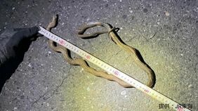 東海道新幹線  運転見合わせの原因は「ヘビによるショート」  午後7時に全線で運転再開|TBS NEWS DIG