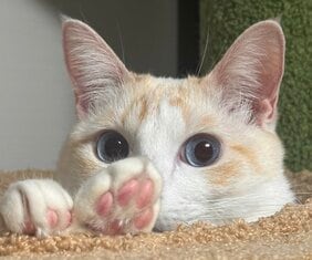 「猫も人も救いたい…」猫の死因トップ “腎臓病"の新たな治療薬 農水省へ承認申請「単に寿命を延ばすのではなく元気で長生きできるように」開発者が“徹夜”で急いだ理由とは|TBS NEWS DIG