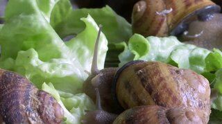 「カタツムリ女子」がやってくる～活躍よりもスローダウンして幸せを　若い女性に拡がる新しい働き方のかたち| TBS CROSS DIG with Bloomberg