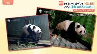 双子パンダが中国に到着 ファンが花束やケーキで出迎え　施設の前には見守る日本人の姿も　「シャオシャオ」と「レイレイ」の写真が早速公開| TBS CROSS DIG with Bloomberg